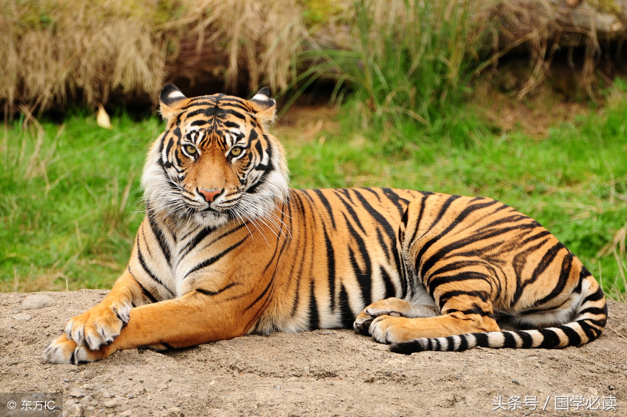 妙趣横生的十二生肖歇后语,十二生肖歇后语大全二年级