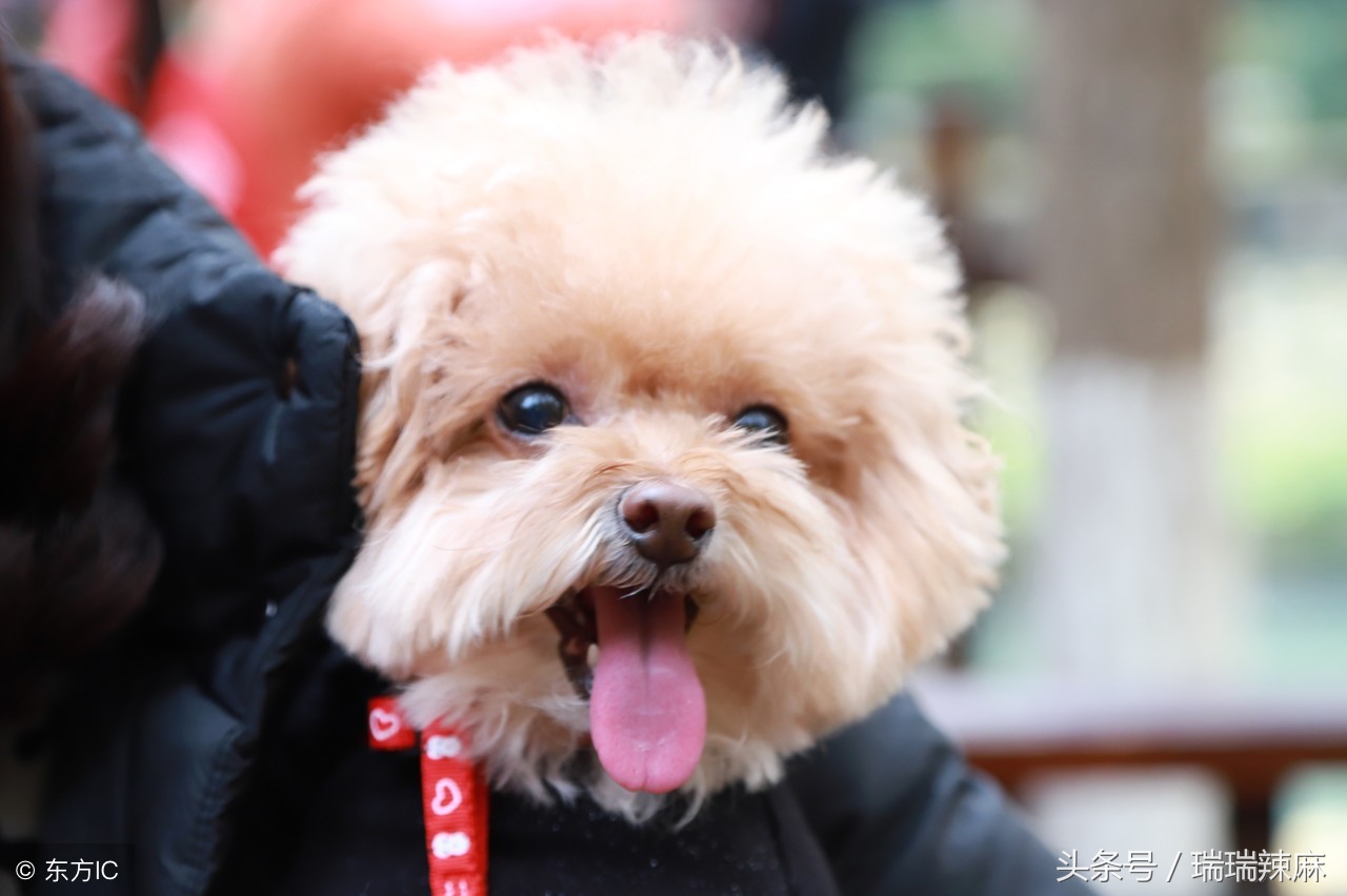 泰迪狗皮肤病的症状及治疗方法,泰迪狗得皮肤病治疗多少钱