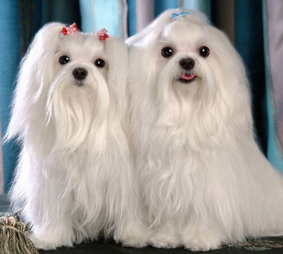 狗的种类大全,狗的种类大概介绍