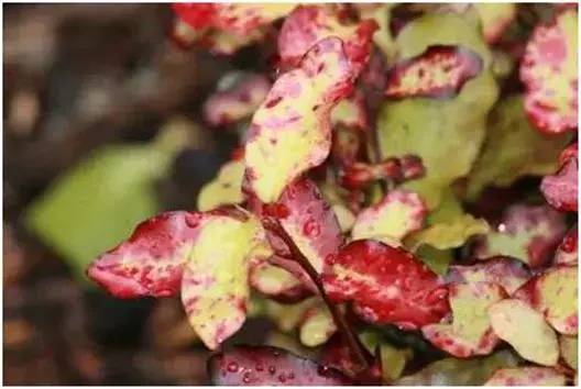 秋冬嘴角干燥、脱皮、发炎？涂点这个，立刻还你幼嫩双唇，让人想要一亲芳泽！