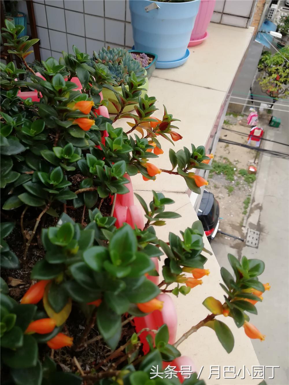 金鱼吊兰正确养法爆盆最快,金鱼吊兰几月开花结实好养