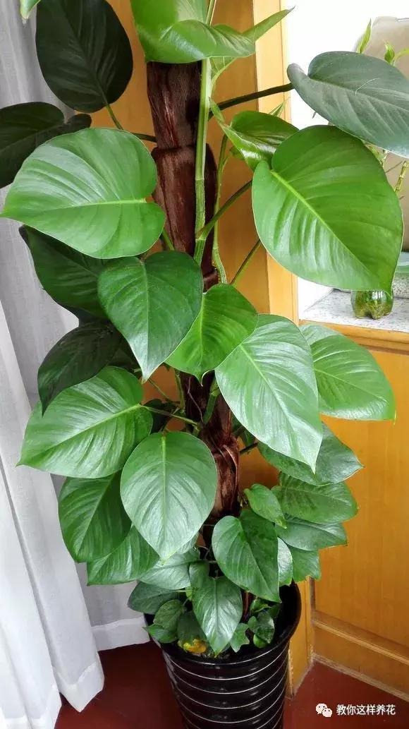 塑料瓶加点树皮，垒起来养成了绿萝树，发疯猛长叶宽20厘米！