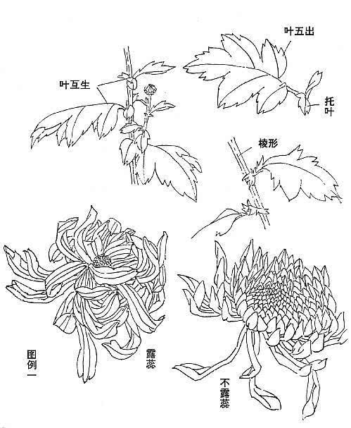 国画小写意菊花花头的画法,菊花国画写意画法视频