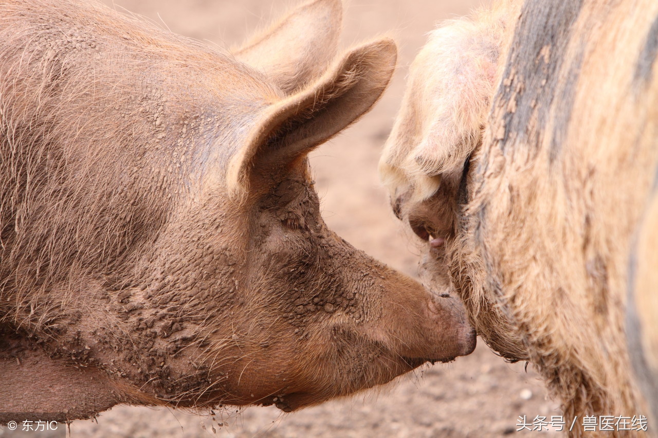 配种技术员工作内容,配种技术员流程