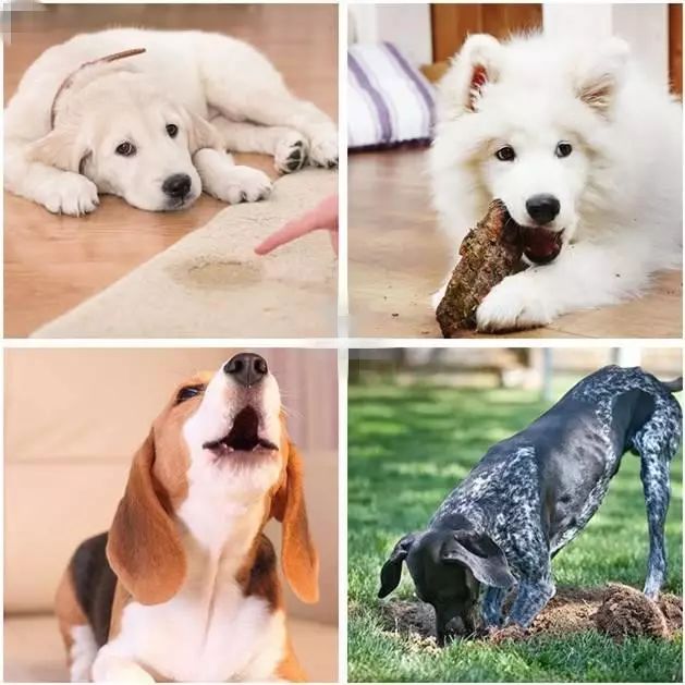 哈士奇训犬秘籍,犬道训犬秘籍