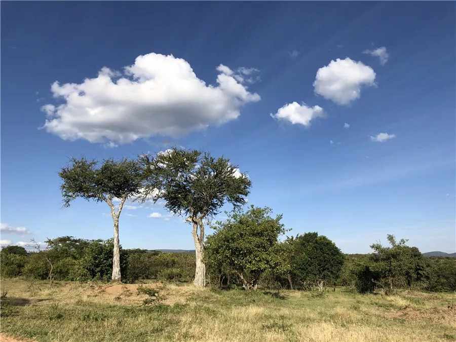 肯尼亚│我没有错过非洲，错过动物大迁徙