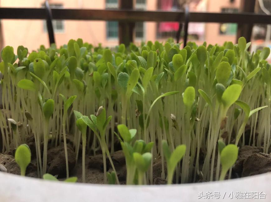 自己种菜如何让菜长得快,种菜小妙招简单长势好