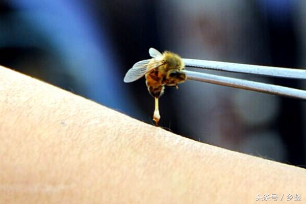 虎头蜂为什么怕毒蜂,农村最毒的蜂