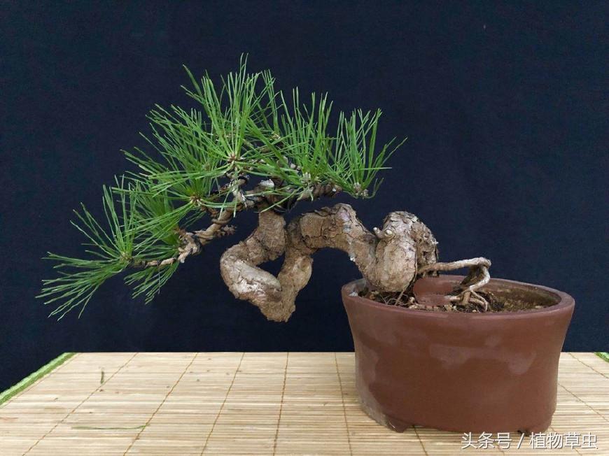 黑松盆景临水方法 (黑松临水盆景怎么养)