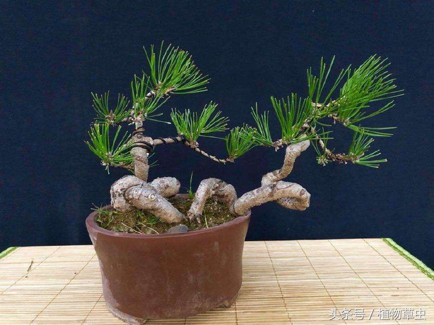 黑松盆景临水方法 (黑松临水盆景怎么养)