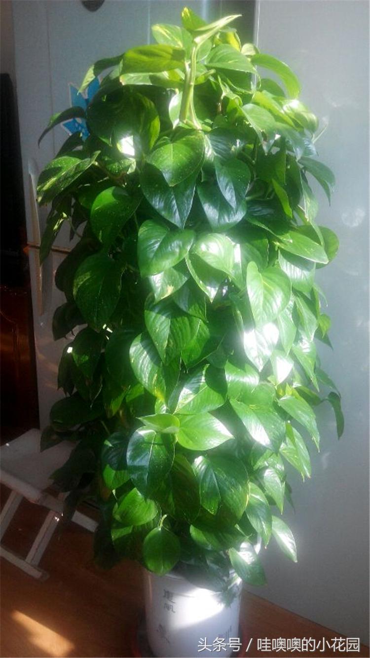 绿萝树叶子发黄耷拉,绿萝叶子与枝条发黄还能缓过来吗