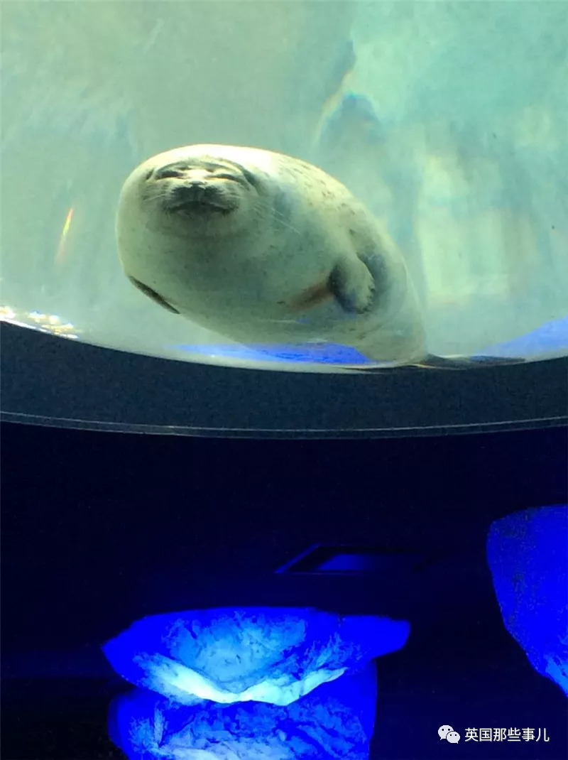 没有干劲的废柴海豹,只要心中有床,在哪里都可以豹睡个爽啊……