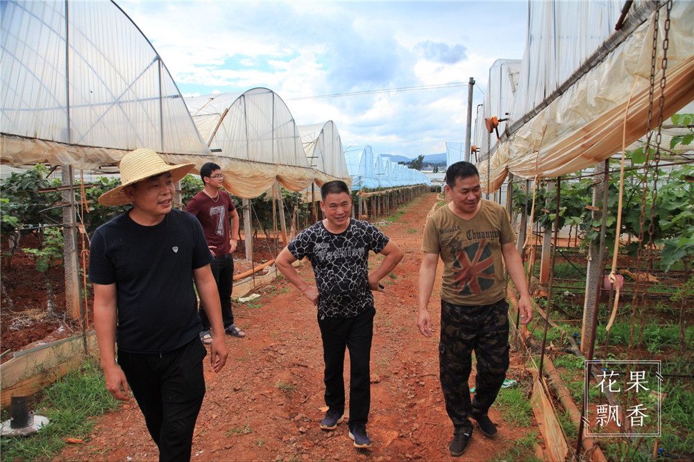 葡萄一年二次果好吃吗,葡萄二次结果怎么样