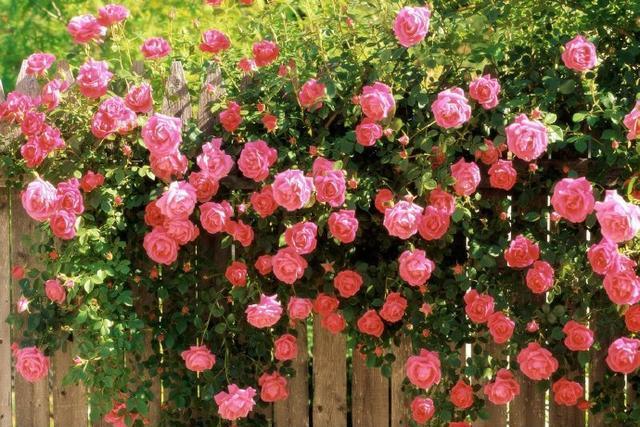 50条高质量qq个性签名短句,女人优雅内涵的个性签名简短