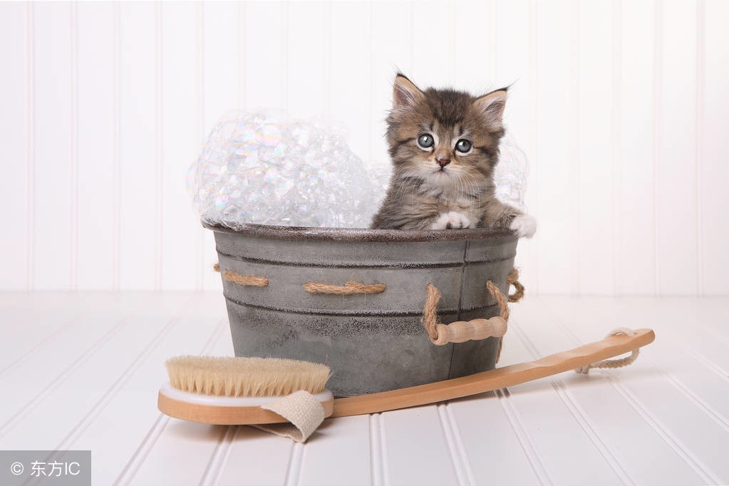说明给猫洗澡有哪些注意事项,自己给猫洗澡注意事项