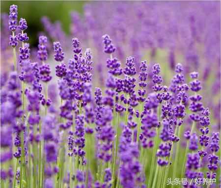 南方适合种什么品种的衣草,薰衣草品种及图片欣赏大全