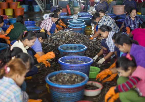 泰国商家将鲍鱼卖成了白菜价，中国游客表示：还要“作”？