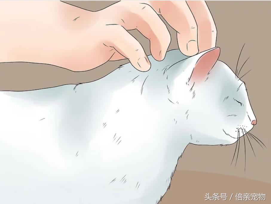 怎样锻炼猫咪使用猫砂盆,怎样训练猫咪用猫砂盆