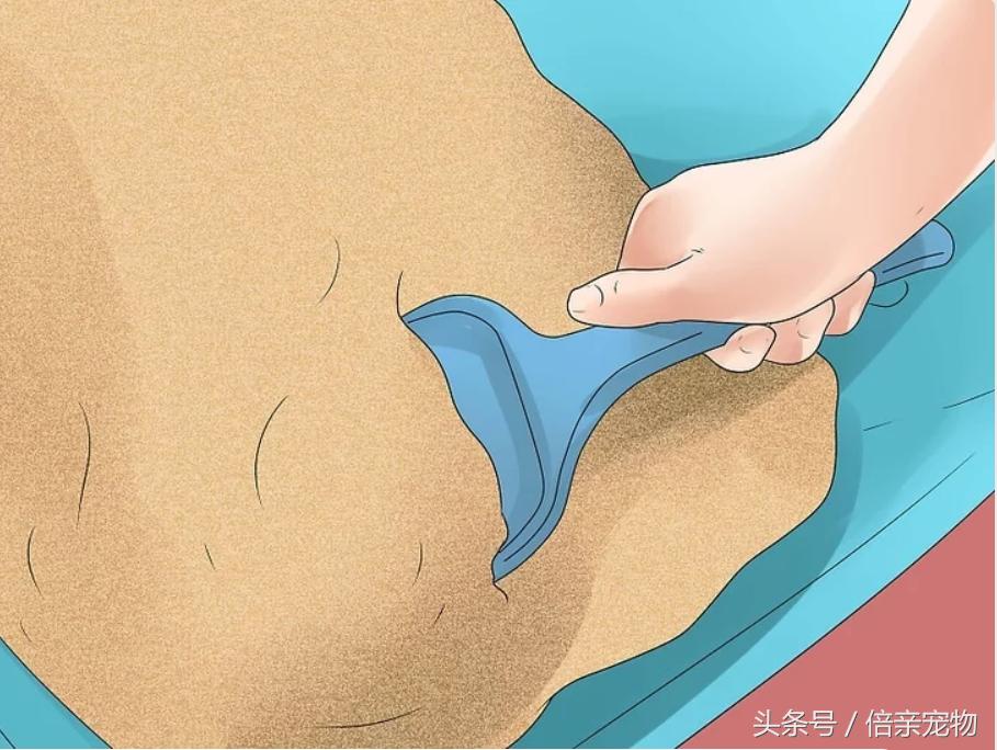 怎样锻炼猫咪使用猫砂盆,怎样训练猫咪用猫砂盆