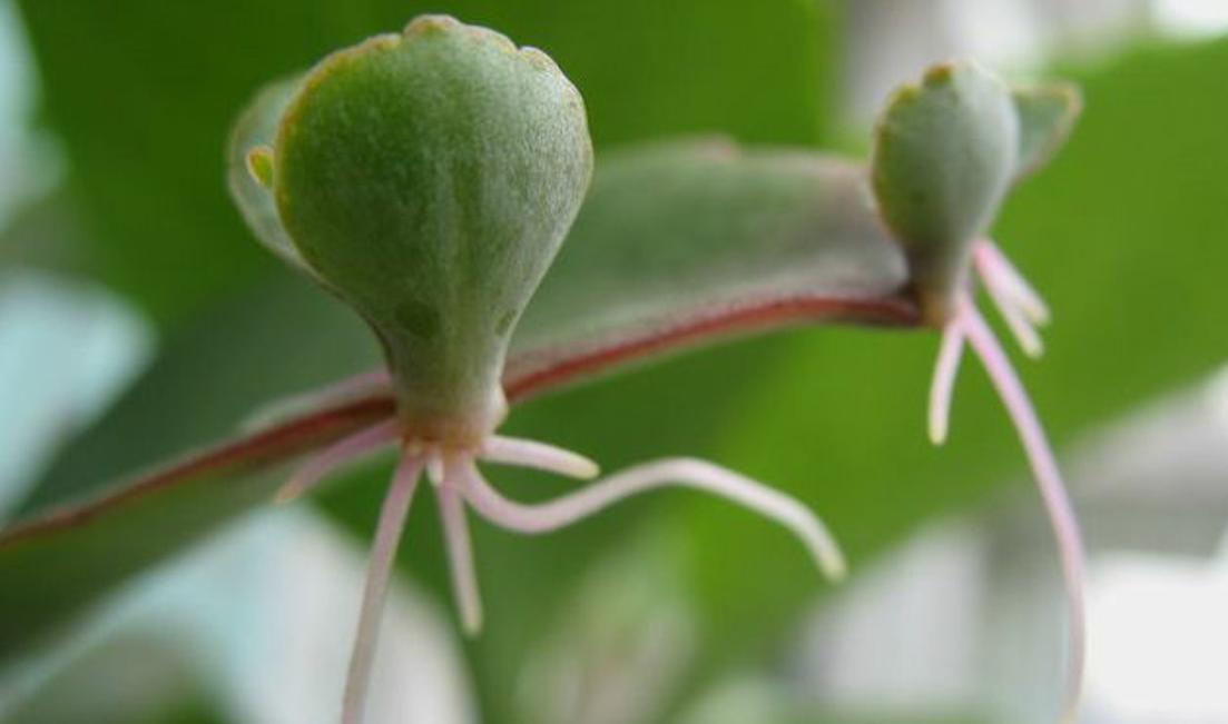 农村生根最好的植物,落地能生根的植物