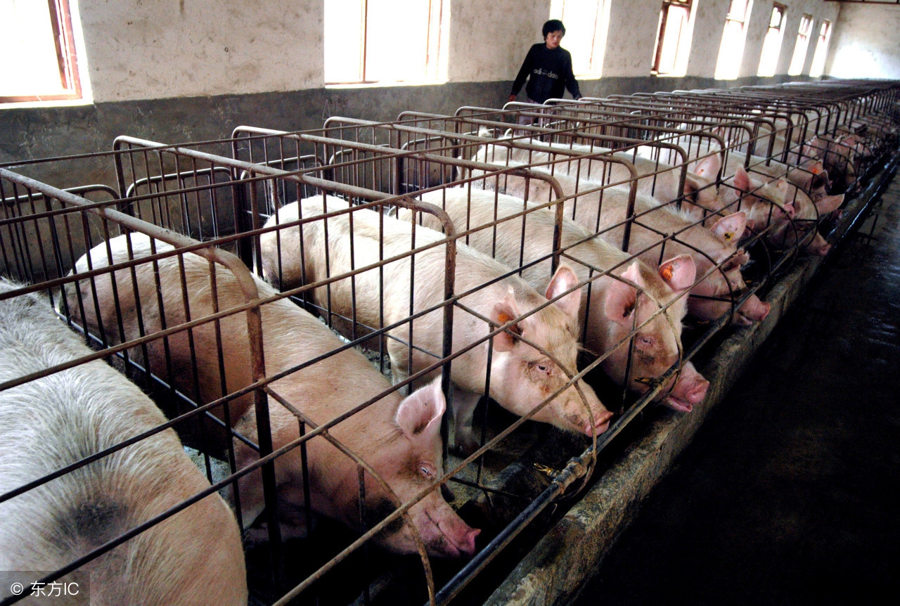 养猪人要注意这8个问题,养母猪的十大风险点及措施