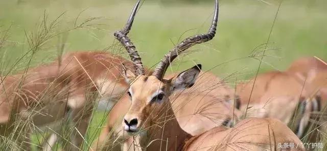 中药900味图解,一副中药30多味药是大方子吗