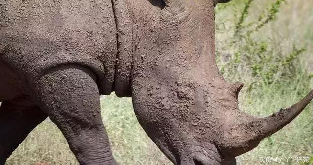 中药900味图解,一副中药30多味药是大方子吗