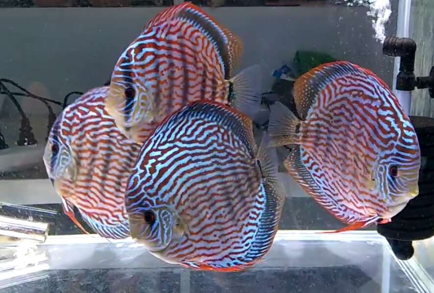 龙鱼锦鲤鱼哪个好养,锦鲤和魟鱼哪个观赏性高