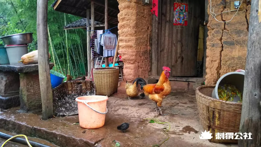 网红农村四哥一年挣多少钱,网红四哥一年赚多少钱