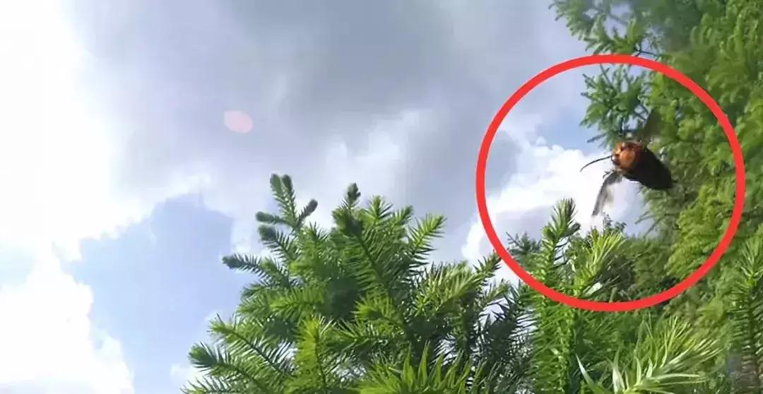 看到什么东西要远离,看到这些东西千万不要带回家