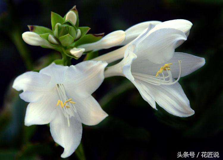 哪种玉簪花好养,玉簪花如何分芽