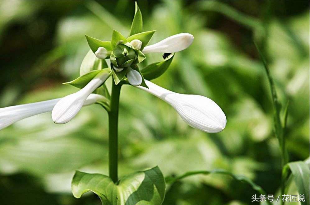 哪种玉簪花好养,玉簪花如何分芽