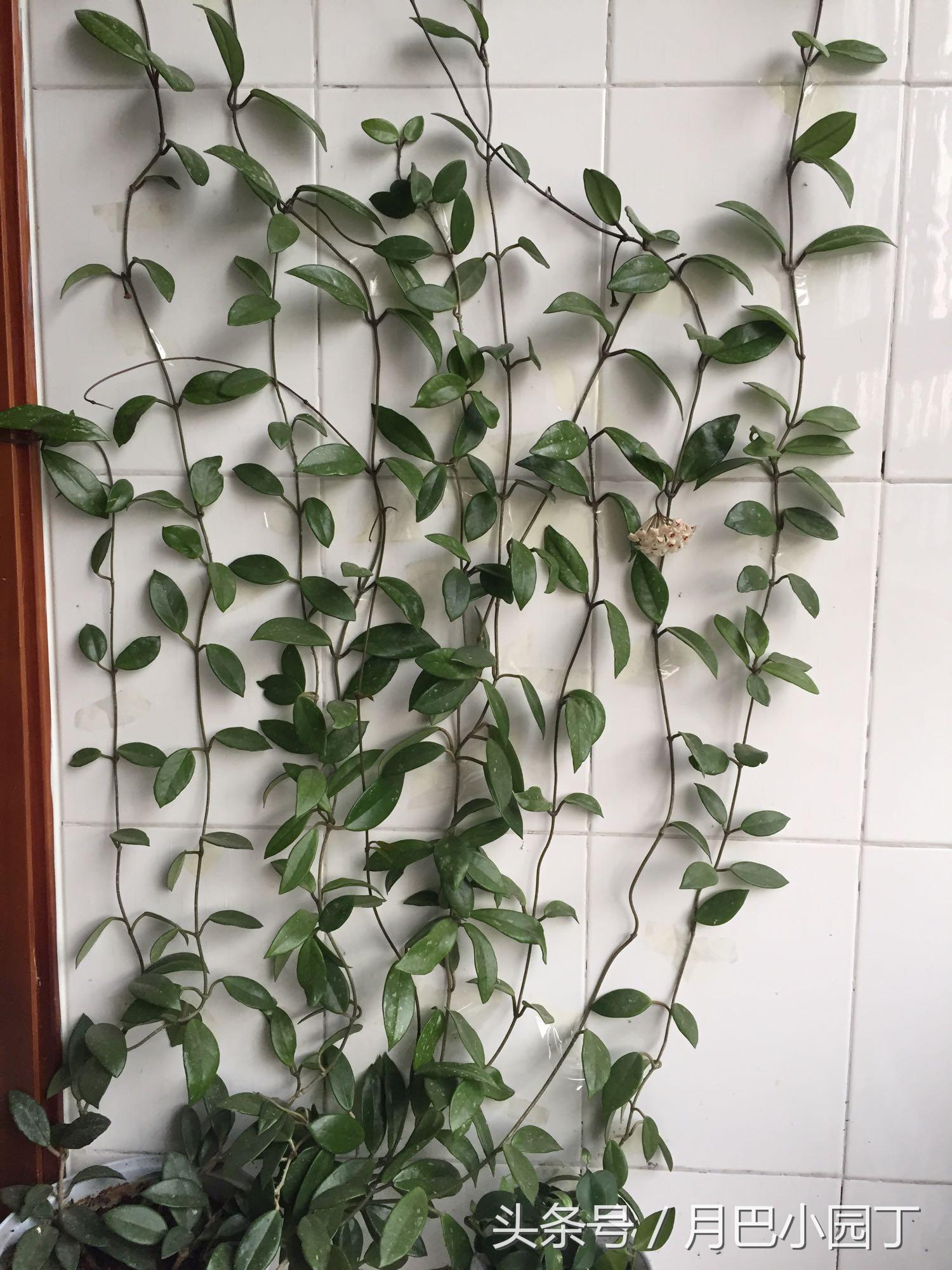 养球兰的小诀窍每年都能开满花,球兰室内怎么养护才能开花多