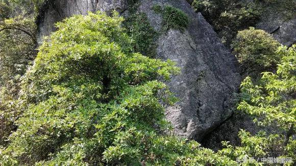 靠山吃山适合养蜂吗,靠山吃山致富行业
