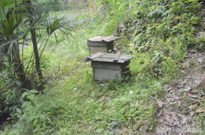 靠山吃山适合养蜂吗,靠山吃山致富行业