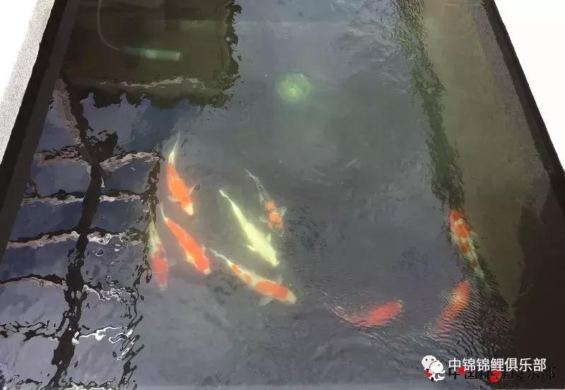 楼顶鱼池有哪些,屋顶鱼池的建造方法