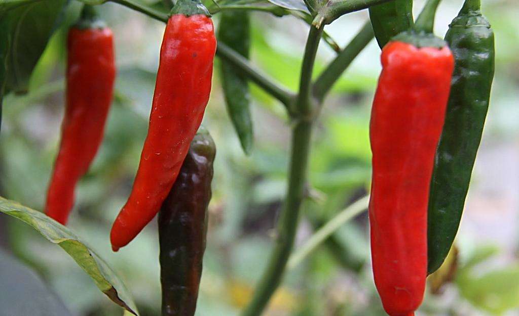 辣椒炭疽病的发病原因及防治措施