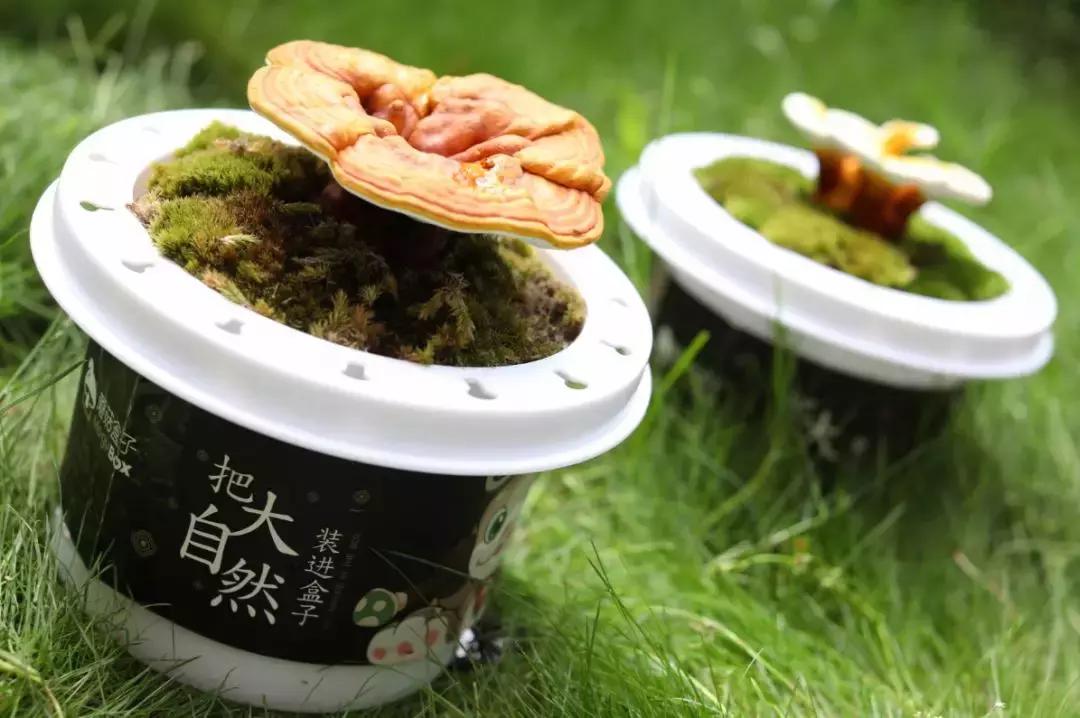 悦木之源菌菇水真的好用吗,悦木之源菌菇水油皮夏天