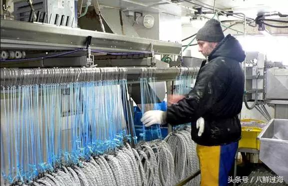 长钩柄鱼钩钓鲫鱼,长绳排钩钓鱼怎么钓鲫鱼