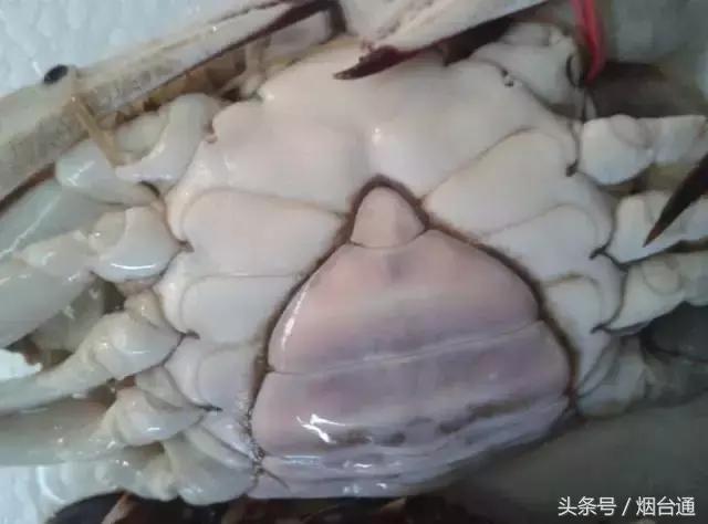 烟台螃蟹怎么挑选,烟台冬天螃蟹怎么挑选