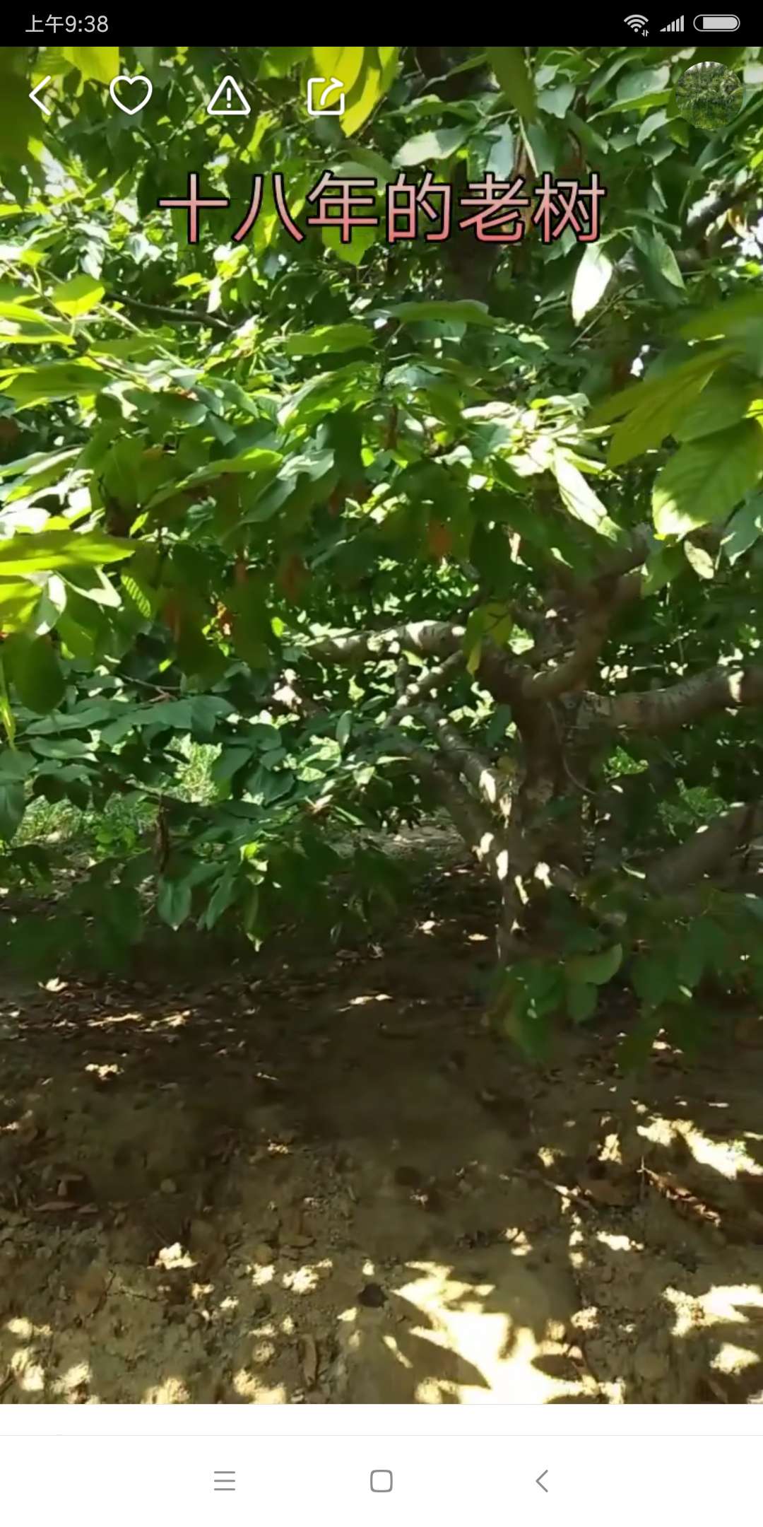 怎样预防大樱桃流胶,樱桃经常流胶怎么治疗