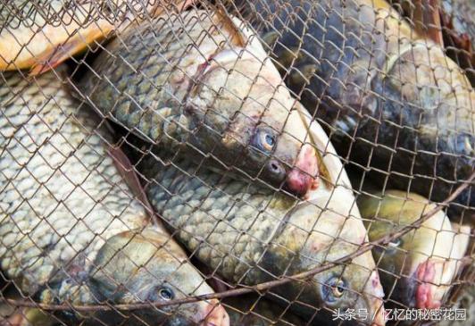 野游安全注意事项,战野打法思路