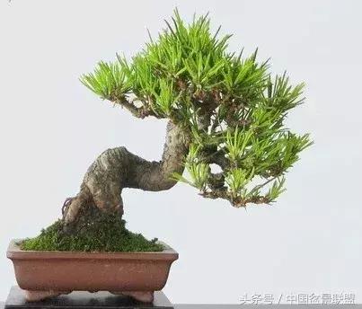 微型盆景拇指盆批发,微型盆景小摆件厂家批发