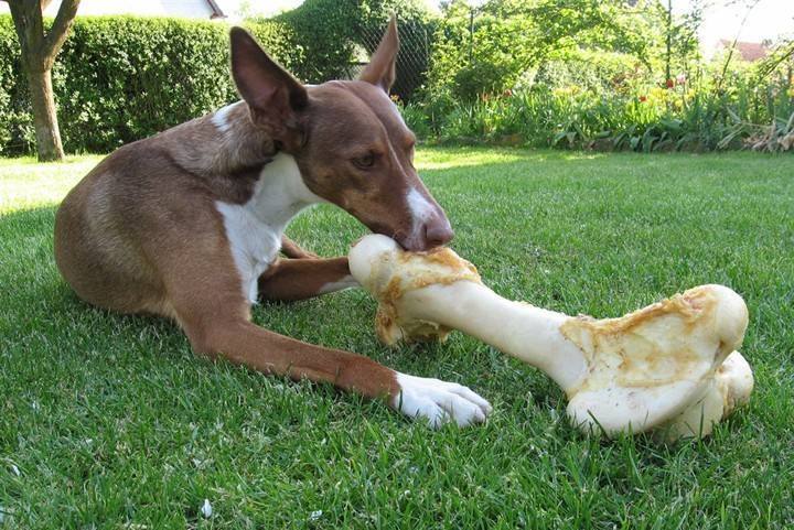 话梅对狗有什么危害,话梅对狗的危害