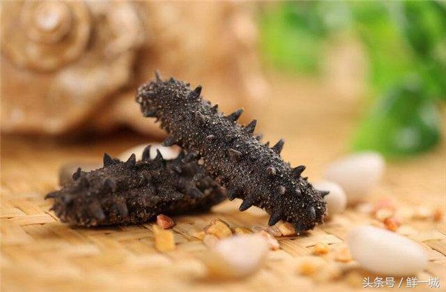 外国人吃海参的正确方法,孩子吃海参的正确方法