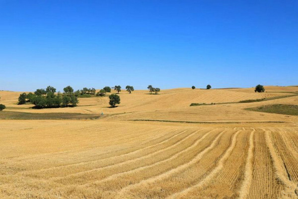 江布拉克的美景描述,风吹麦浪风景视频