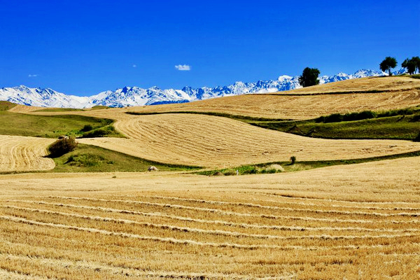 江布拉克的美景描述,风吹麦浪风景视频