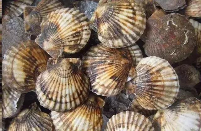 汕头人一般在哪吃海鲜,汕头人喜欢吃的海鲜