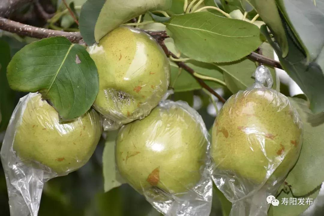寿阳县富家沟梨儿熟了!又见梨果满枝头