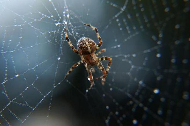 盘点世界上几种奇特的蜘蛛,蜘蛛为什么能把网织得这么好看